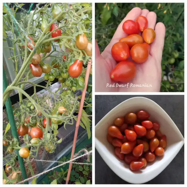 Tomaten: Red Dwarf Romanian