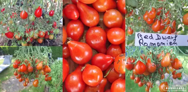 Tomaten: Red Dwarf Romanien - Multiflora/Buschtomate