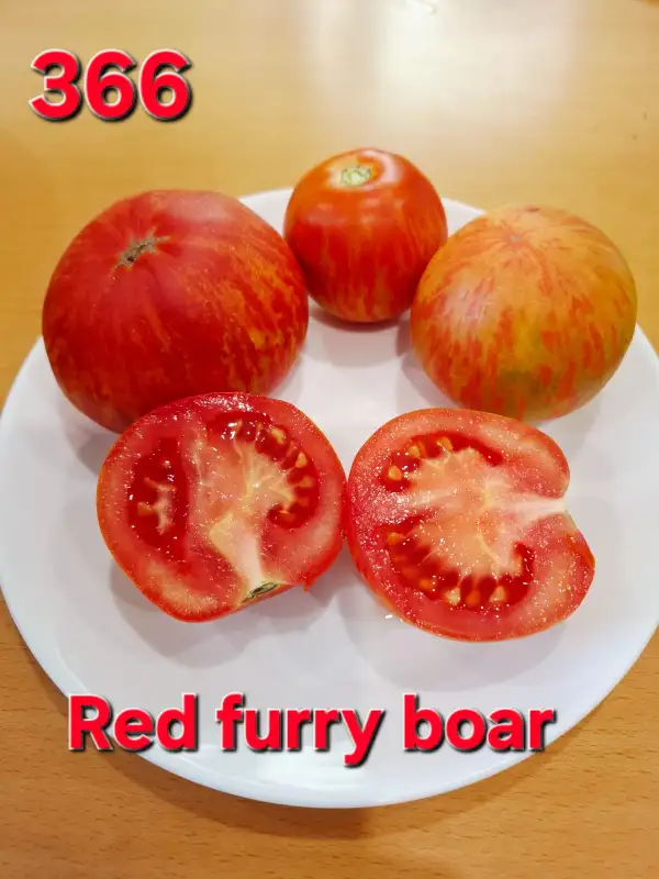 Tomaten: Red furry boar