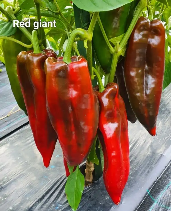 Chili / Paprika: Red giant