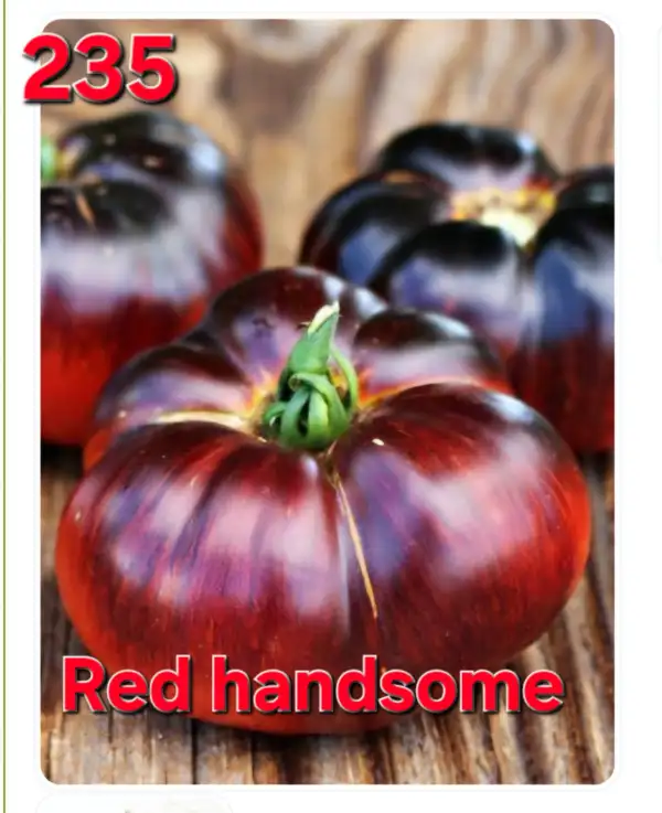 Tomaten: Red handsome