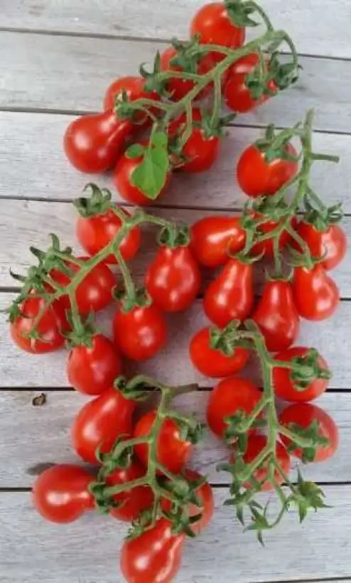 Tomaten: Red Pear