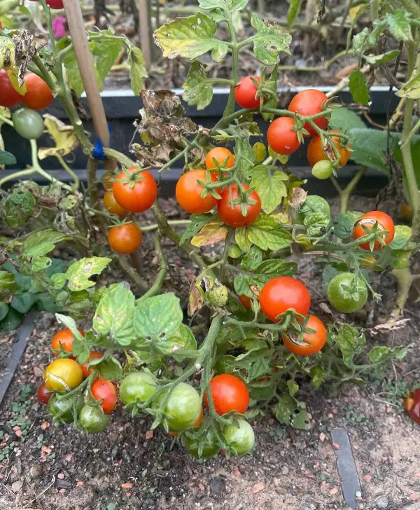 Tomaten: Red Robin - Zwergtomate