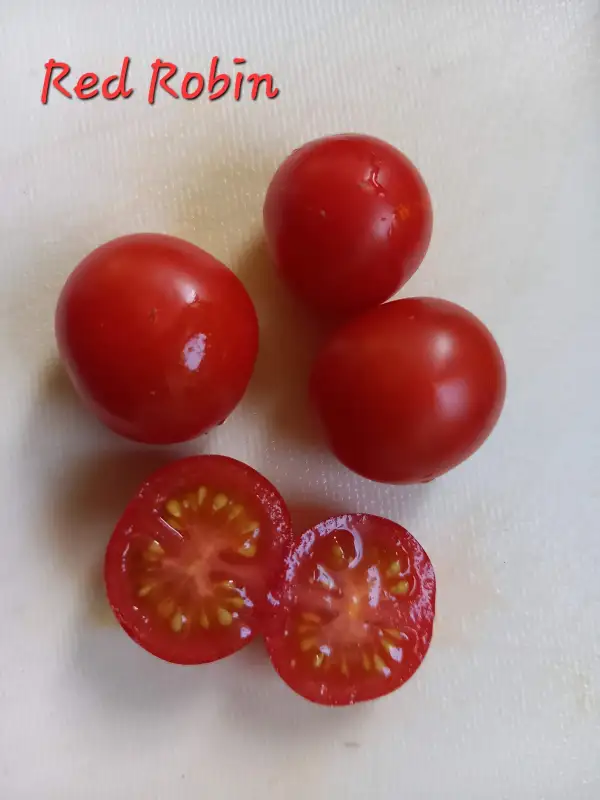 Tomaten: Red Robin