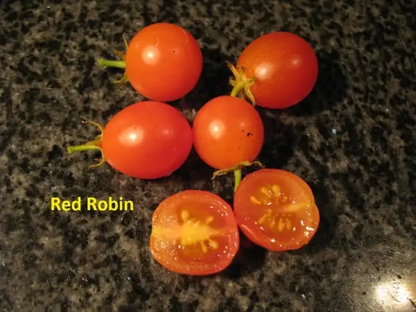 Tomaten: Red Robin