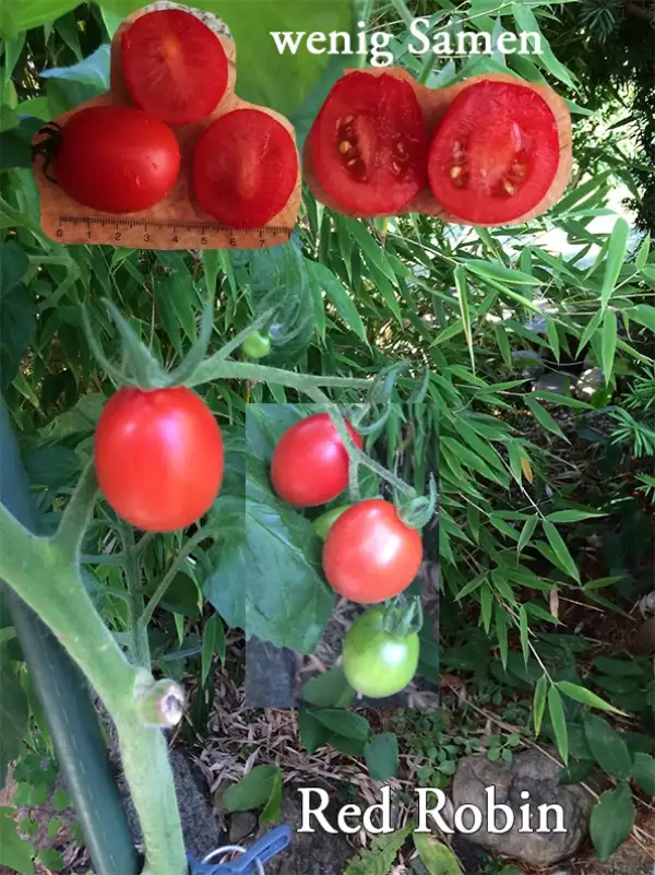 Tomaten: Red Robin