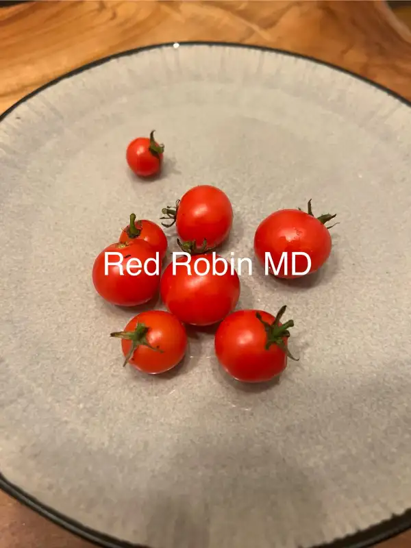 Tomaten: Red Robin MD