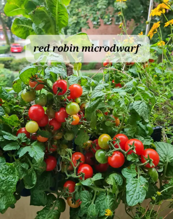 Tomaten: Red robin microdwarf