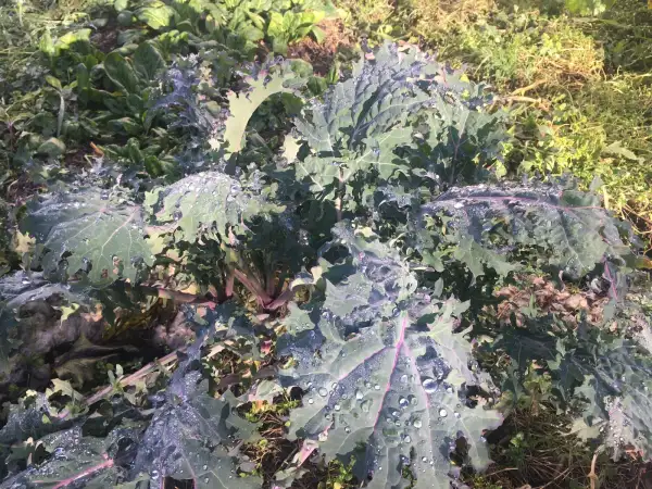 Kohl: Red Russian Cale