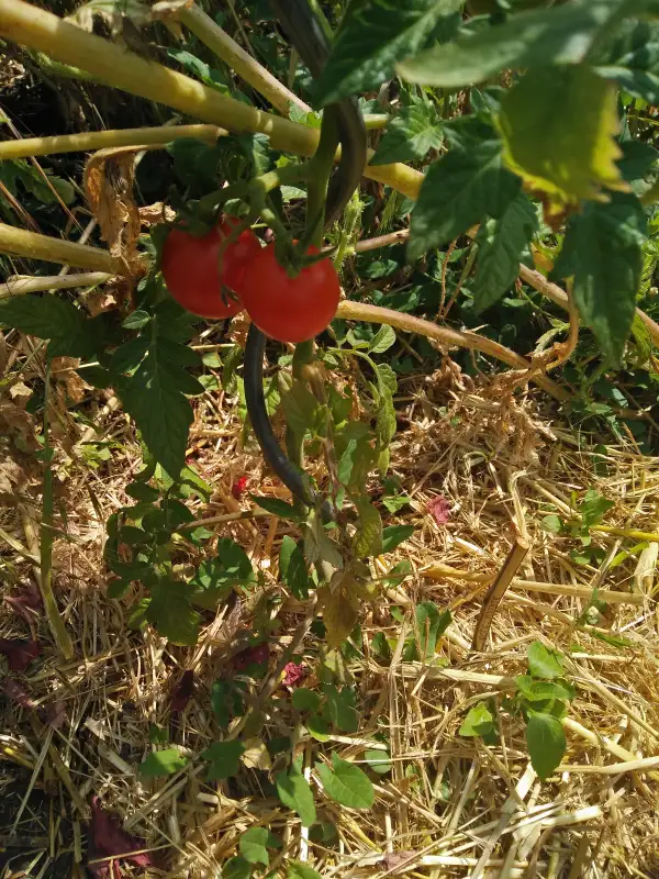 Tomaten: Red Rutje (2021)