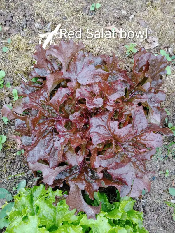 Salate: Red Salat Bowl