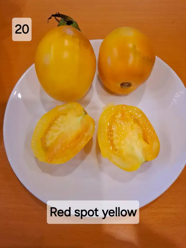 Tomaten: Red spot yellow