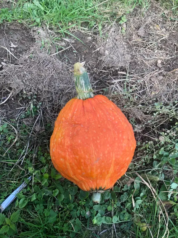 Kürbisse: Red Warty Thing