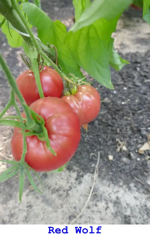 Tomaten: Red Wolf