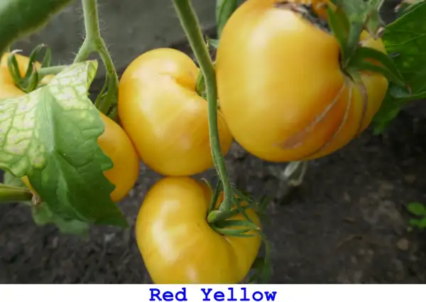 Tomaten: Red Yellow