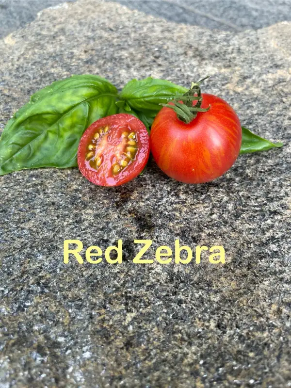 Tomaten: Red Zebra