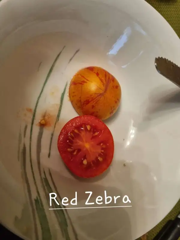 Tomaten: Red Zebra