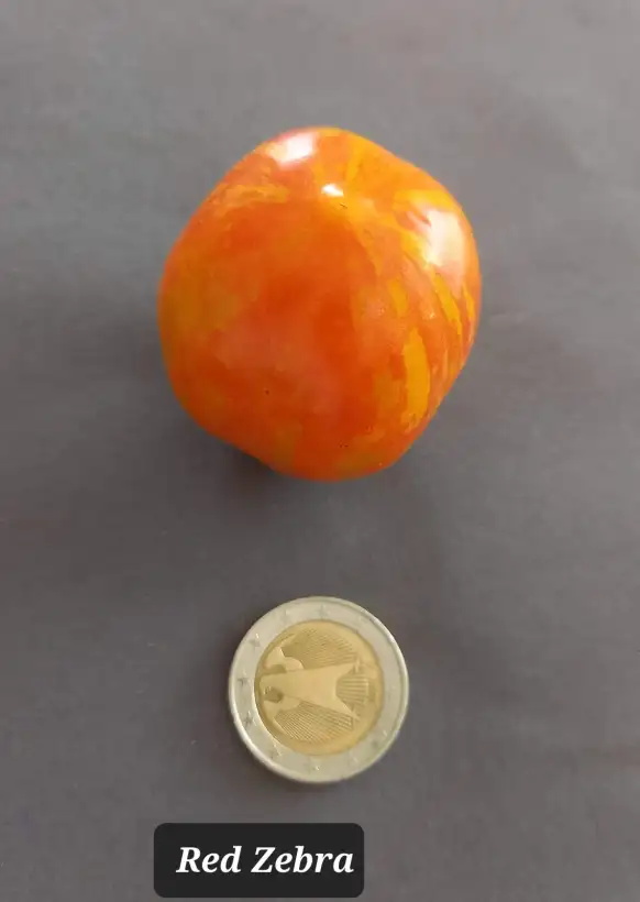 Tomaten: Red Zebra