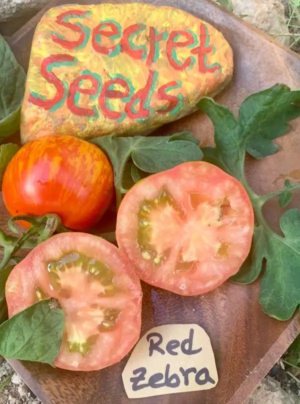 Tomaten: Red Zebra