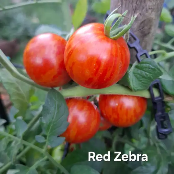 Tomaten: Red Zebra