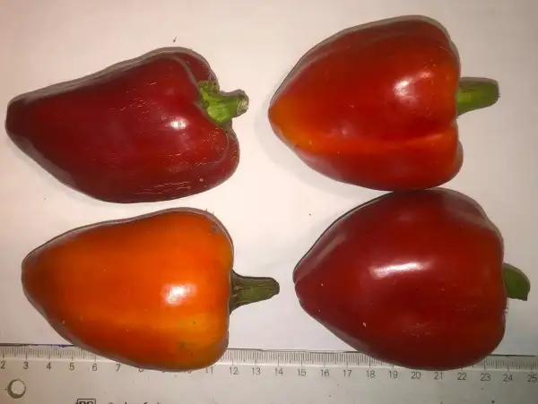 Chili / Paprika: Redonda de Almacelllas (sweet)