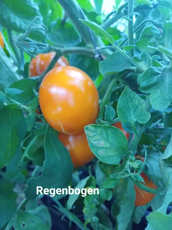 Tomaten: Regenbogen