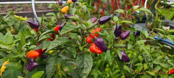Chili / Paprika: Regenbogen Chili (Schärfe 7)