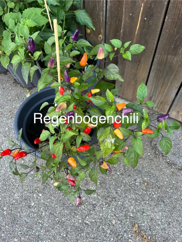 Chili / Paprika: Regenbogenchili