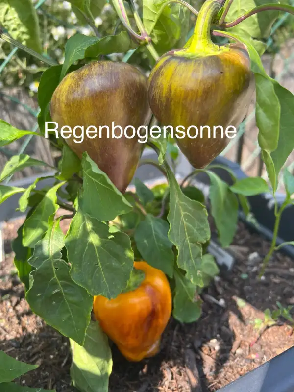 Chili / Paprika: Regenbogensonne