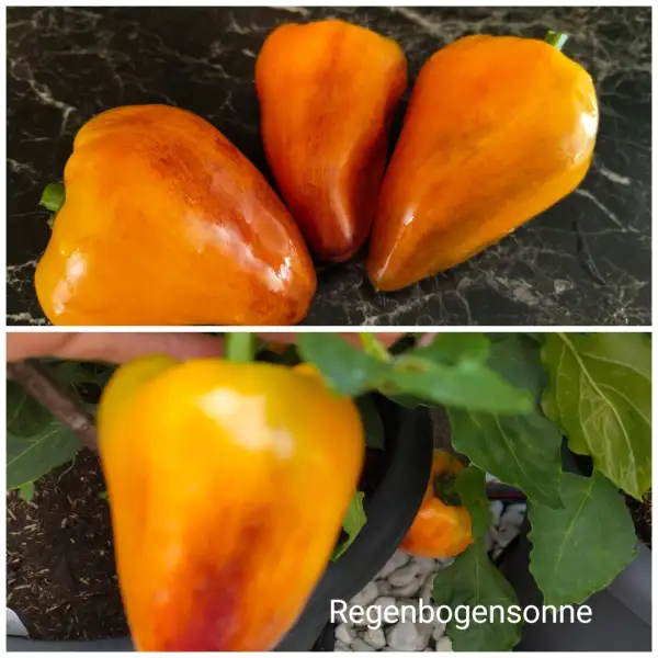 Chili / Paprika: Regenbogensonne Paprika