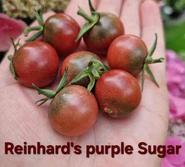 Tomaten: Reinhard purple Sugar