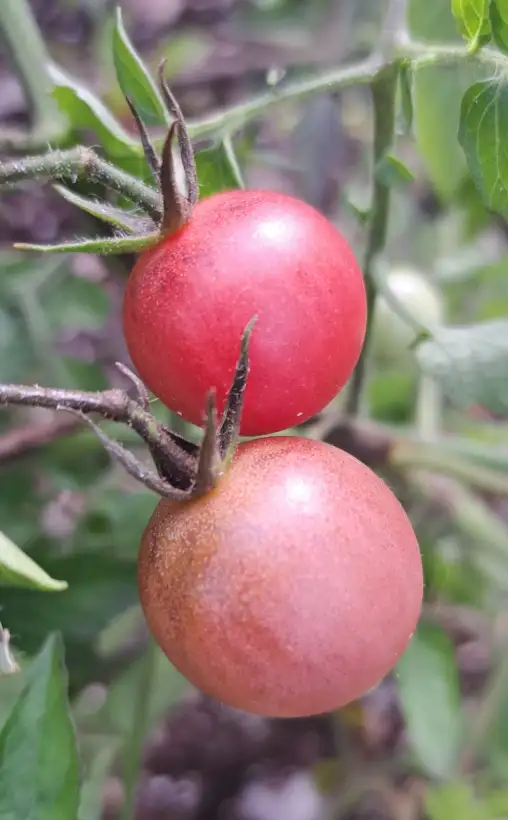 Tomaten: Reinhard