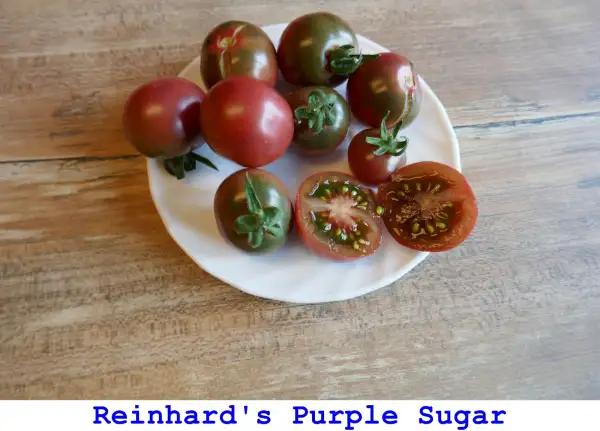 Tomaten: Reinhard’s Purple Sugar
