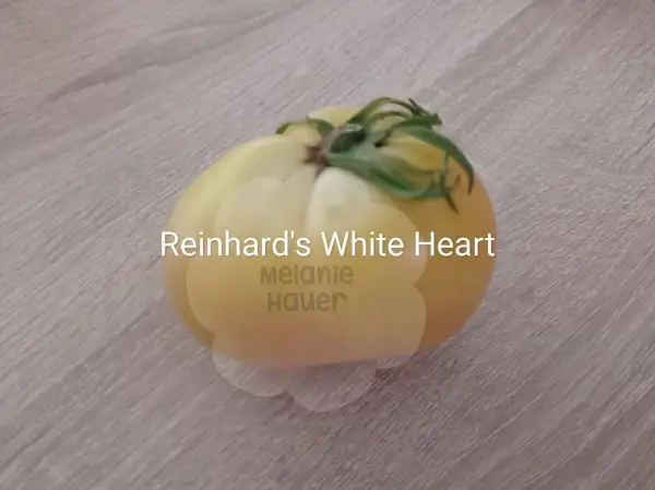 Tomaten: Reinhard