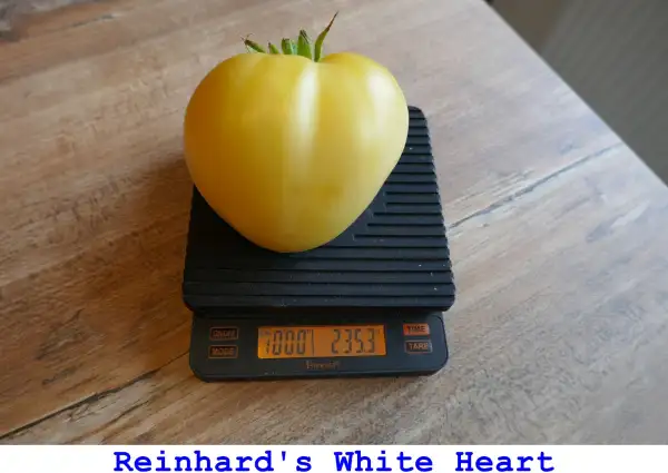 Tomaten: Reinhard’s White Heart