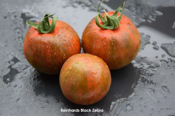 Tomaten: Reinhards Black Zebra