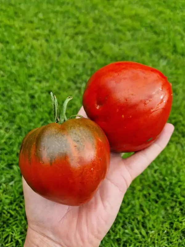 Tomaten: Reinhards Chocolate Heart