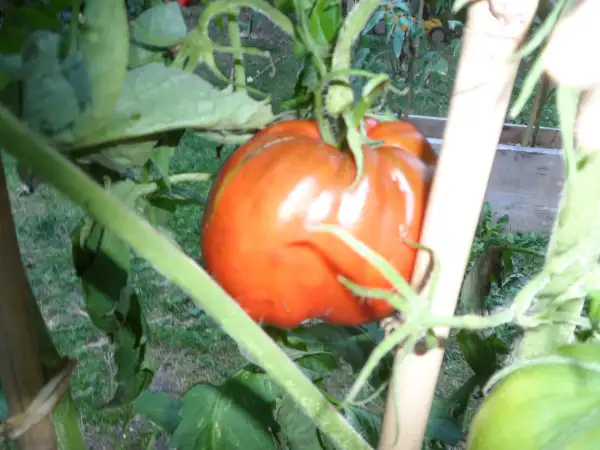 Tomaten: Reinhards Chocolate Heart ( Kat# 2420 )