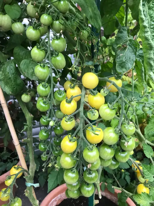 Tomaten: Reinhards Goldkirsche