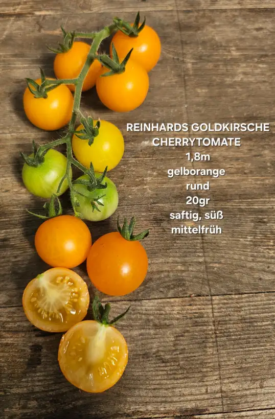 Tomaten: Reinhards Goldkirsche