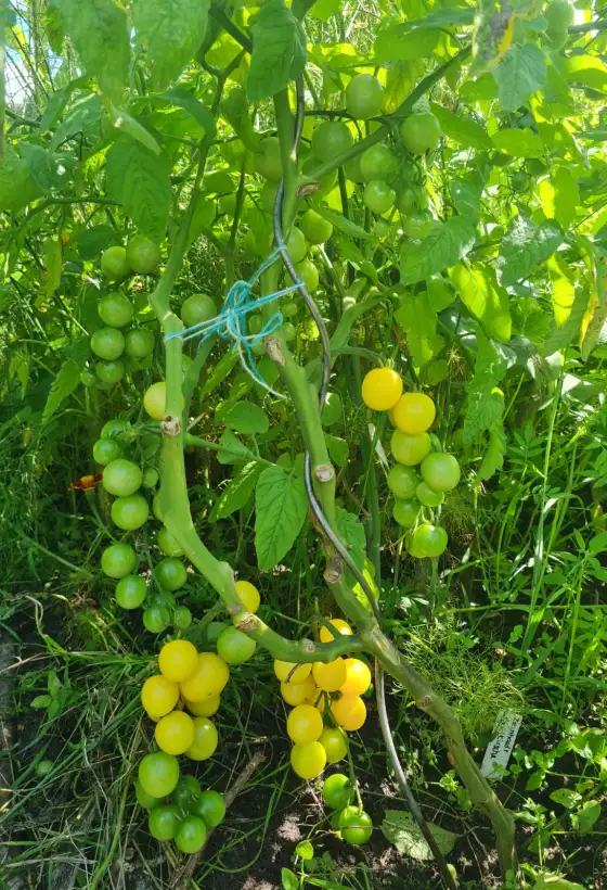 Tomaten: Reinhards Goldkirsche