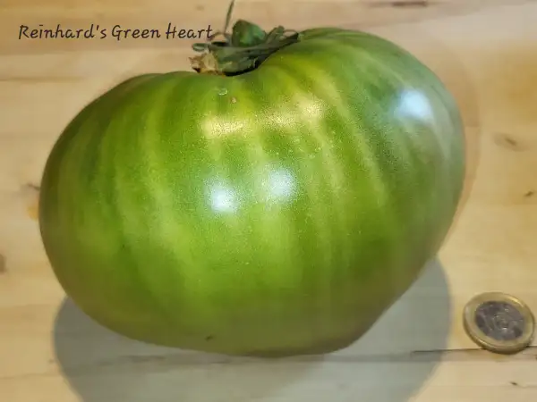 Tomaten: Reinhards Green Heart