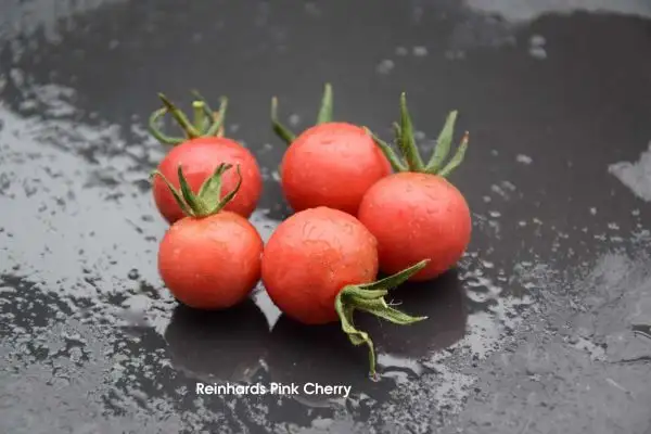 Tomaten: Reinhards Pink Cherry