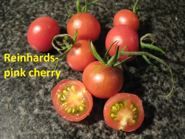 Tomaten: Reinhards Pink Cherry