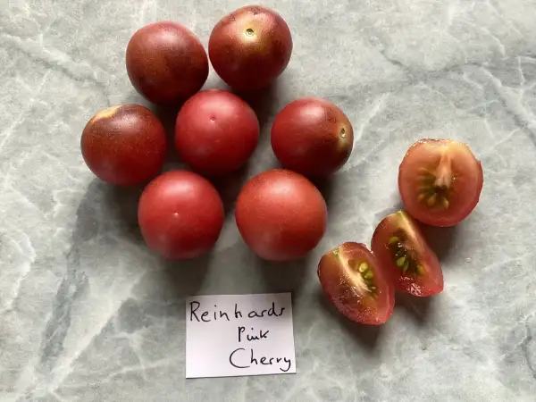 Tomaten: Reinhards Pink Cherry