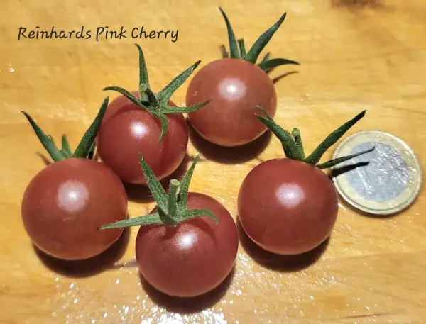 Tomaten: Reinhards Pink Cherry