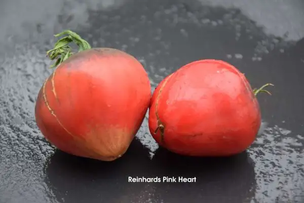 Tomaten: Reinhards Pink Heart