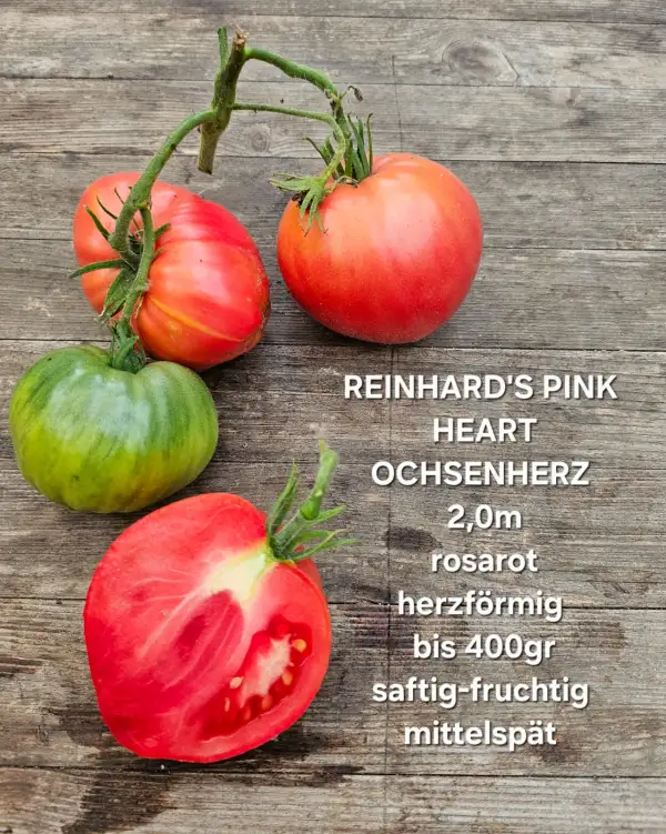 Tomaten: Reinhards Pink Heart