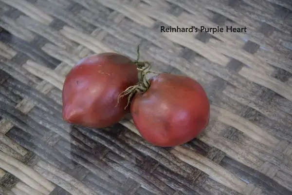 Tomaten: Reinhards Purple Heart