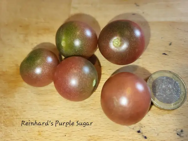 Tomaten: Reinhards Purple Sugar